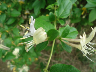 DSC00543.JPG