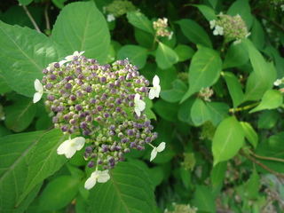 DSC00576.JPG