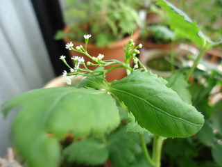 DSC00595.JPG